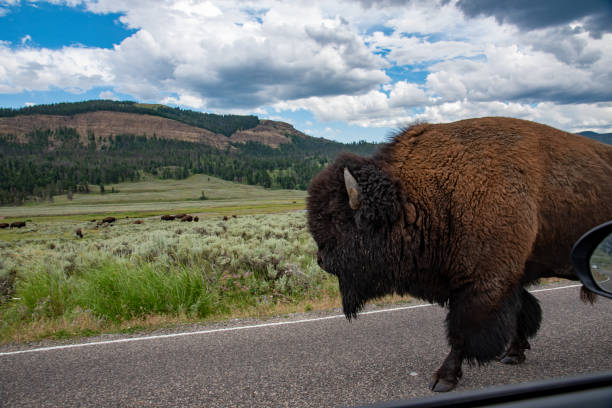 istock Wildlife at lamar valley in Yellowstone National Park 1180431512