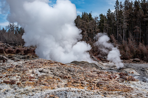 Steamboat geyser during an eruption in the Norris geyser basin in Yellowstone