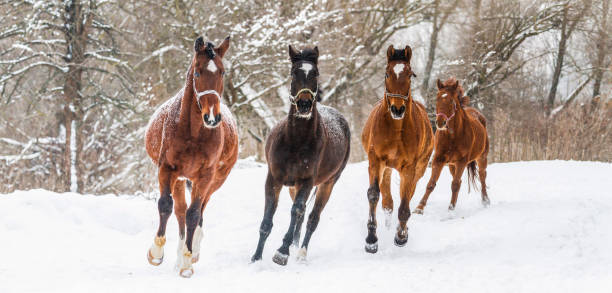 istock beautiful horses run in the snow on a winter morning 1180432459