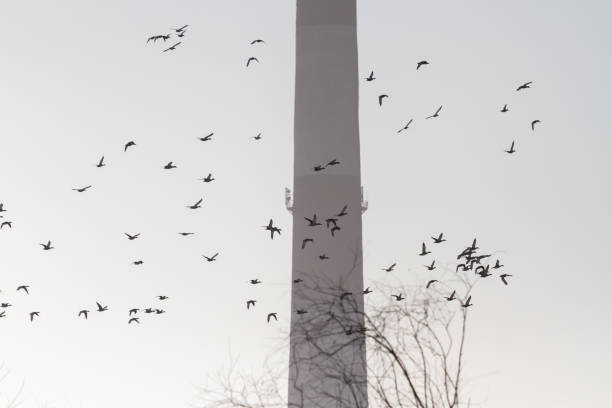 istock ducks fly against the background of a factory pipe 1180432483