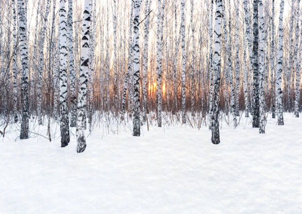 winterlandschaft. birkenwald bei sonnenuntergang. frisch sauberer schnee - woods tree panoramic snow stock-fotos und bilder