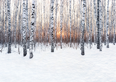 Winter landscape. Birch forest at sunset. Freshly clean snow