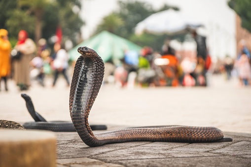 Photo of a cobra snake in middle of Marrakech by the Medina, in Morocco