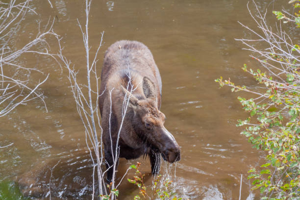 istock Cow Shiras Moose in Fall 1180435222
