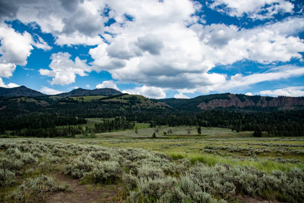 istock Lamar valley in Yellowstone National Park 1180438908