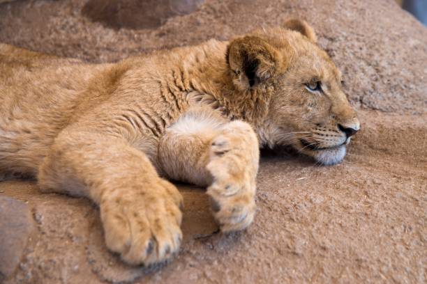 istock Cute lion cub resting on the rock 1180439147
