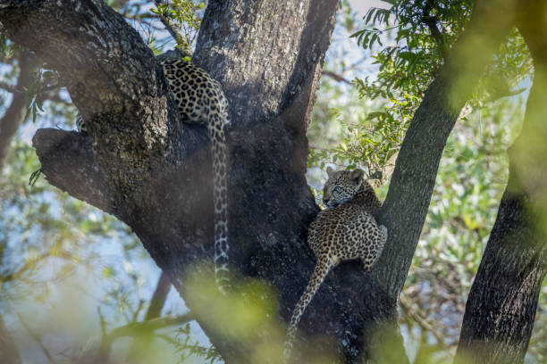 istock Leopard in Kruger National park, South Africa 1180439977