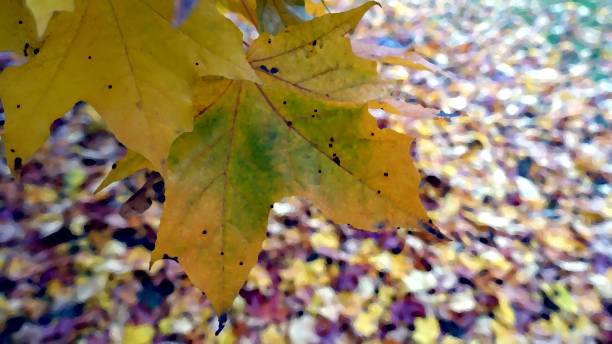 istock Autumn has arrived in the suburbs 1180440244