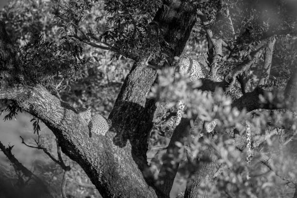 istock Leopard in Kruger National park, South Africa 1180440410
