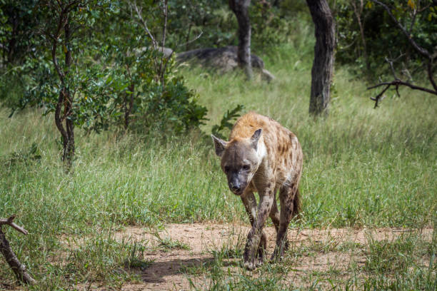 istock Spotted hyaena in Kruger National park, South Africa 1180440997