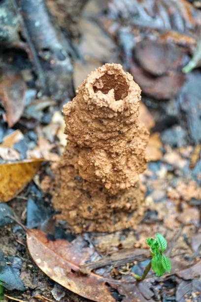 istock Mud tube on a jungle floor 1180441581