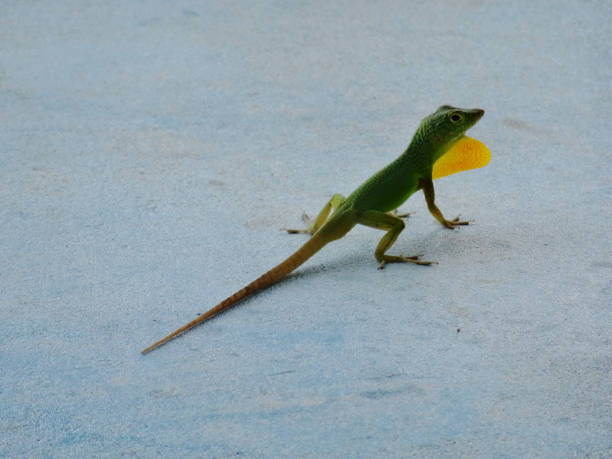 Jamaican endemic Anole lizard (Anolis grahami) Picture of a Jaimaican endemic Anole lizard (Anolis grahami) walking on a white surface polychrotidae stock pictures, royalty-free photos & images