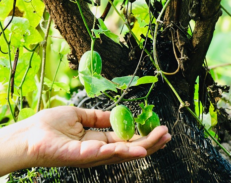 Vegetable and Herb, Gardener Holding Fresh Coccinia Grandis or Ivy Gourd Friuts Hanging on The Vine for Taking Care The Garden.