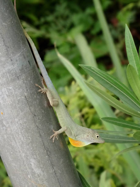 Jamaican endemic Anole lizard (Anolis grahami) Picture of a Jamaican endemic Anole lizard (Anolis grahami) walking on a tree branch in the Port Antonio area polychrotidae stock pictures, royalty-free photos & images