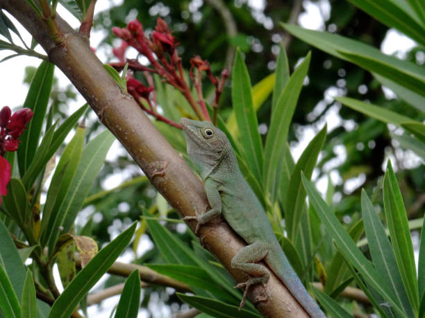 Jamaican endemic Anole lizard (Anolis grahami) Picture of a Jamaican endemic Anole lizard (Anolis grahami) walking on a tree branch in the Port Antonio area polychrotidae stock pictures, royalty-free photos & images