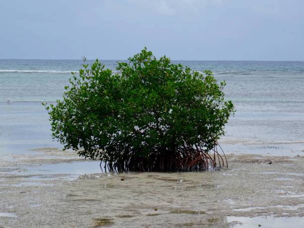 istock Lonely Mangrove tree in shallow water 1180442665