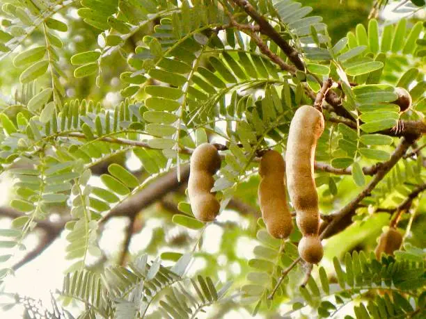 Fresh Fruits, Fresh Brown Ripening Pods of Tamarind and Green Leaves Hanging on Tree Branch.