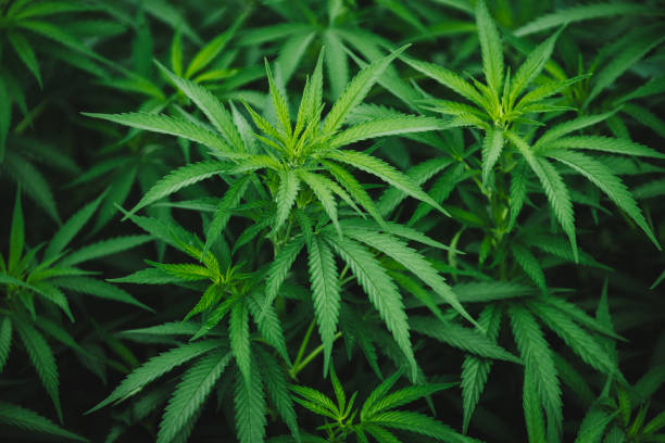 istock marijuana leaves growing medicinal cannabis plant 1180442753