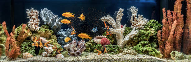 freshwater aquarium as pseudo-sea. aqua scape and aqua design of aquarium - hobbies freshwater fish underwater panoramic imagens e fotografias de stock