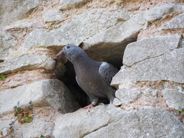 istock domestic pigeon animal 1180443542