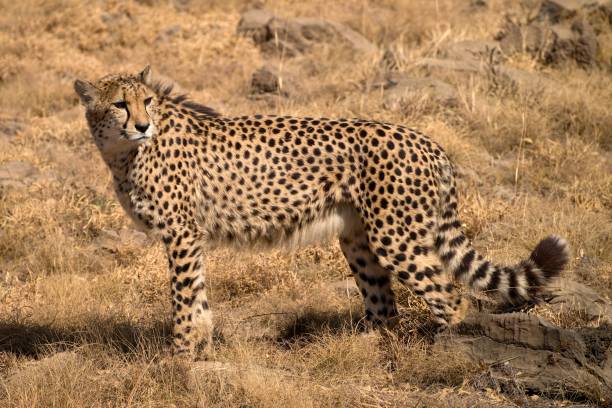 istock Cheetah in South Africa's bushland 1180444920