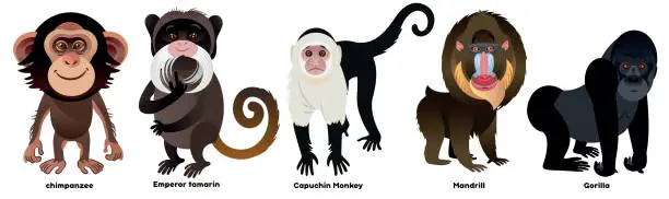 Vector illustration of Monkeys