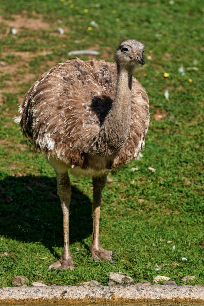 istock Darwin's rhea, Rhea pennata also known as the lesser rhea. 1180445215