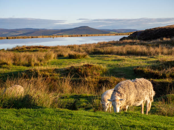 moutons broutant sur l'herbe - brecon beacons photos et images de collection