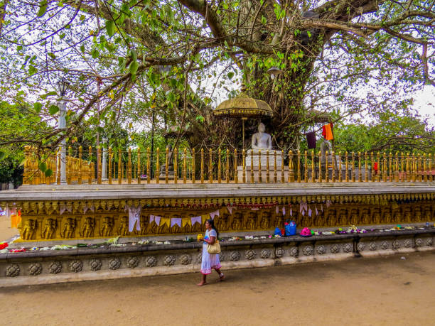 bodhi tree, kelaniya temple (raja maha vihara), colombo, sri lanka - peepal photos et images de collection