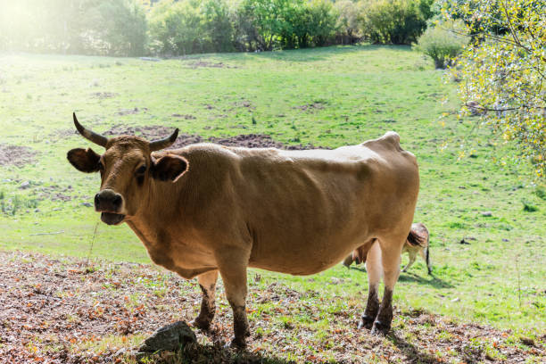 istock cow grazing on green meadow in mountain valley 1180447388