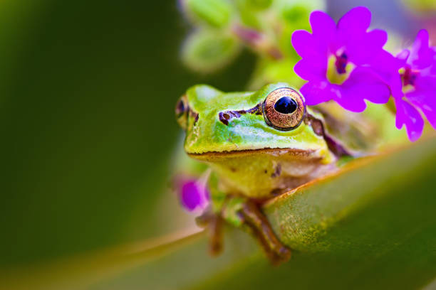 istock Funny tree frog. Green nature background. Samsun Turkey. 1180447482