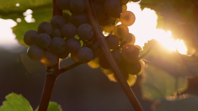 Vineyard with yellow grapes at sunset