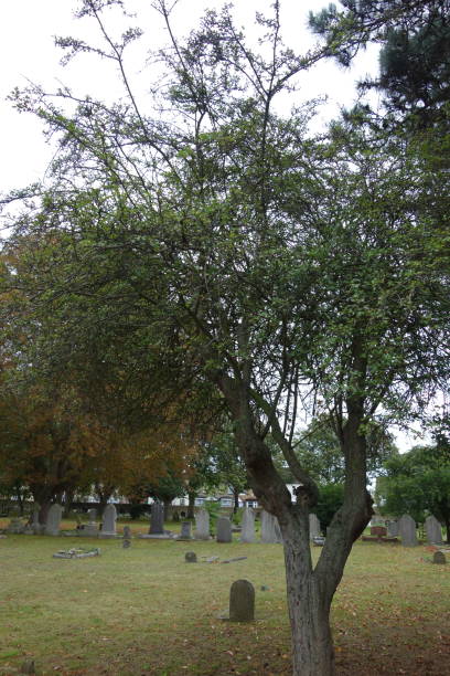 istock Autumn In The Churchyard 1180448462