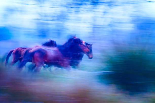 istock Absract nature. Running wild horses. Motion blur background. 1180448566