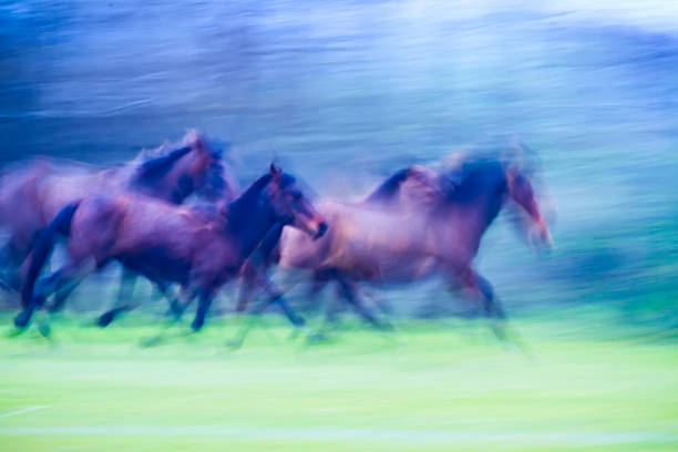 istock Absract nature. Running wild horses. Motion blur background. 1180449603