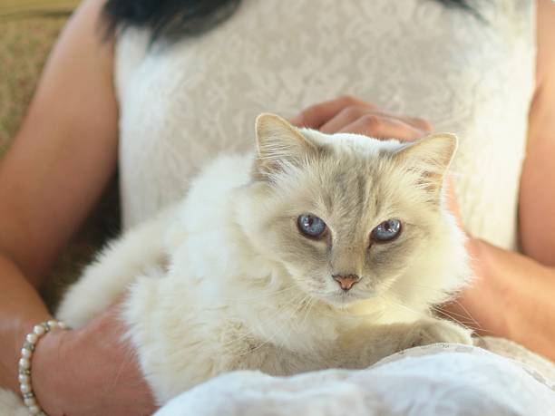 istock cat face with blue eyes ragdoll 1180451851