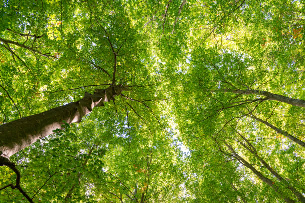 istock Details of a beech forest in autumn 1180451993