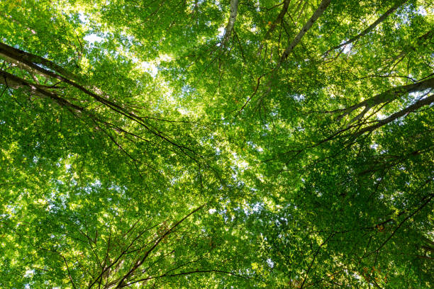 istock Details of a beech forest in autumn 1180452030