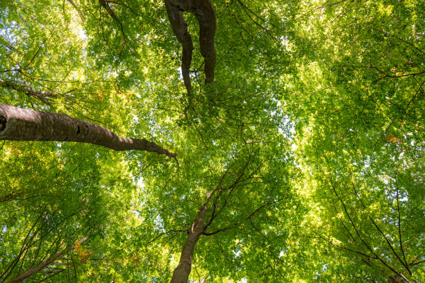 istock Details of a beech forest in autumn 1180452040
