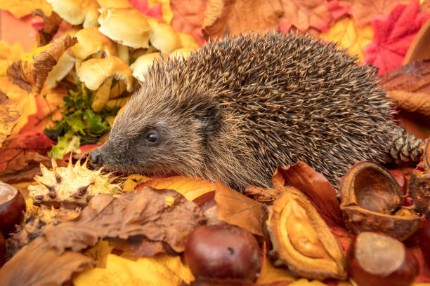 Hedgehog, (Scientific name: Erinaceus europaeus) Native, wild hedgehog in Autumn with chestnuts and colourful Autumn leaves. Facing left. Horizontal, landscape.  Space for copy.