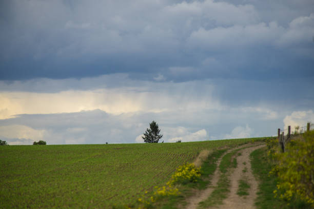 istock A rain shower over a tree on a hill. View over a field. 1180452778