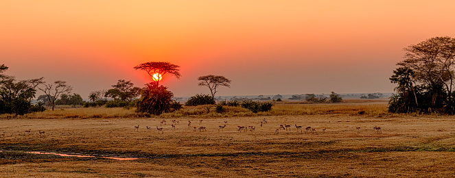 Panoramic image taken from hot air balloon of sunrise over Busanga Plains with grazing lechwes