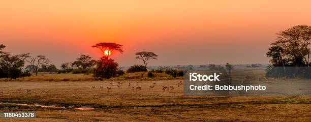 Sunrise Over Busanga Plains Kafue National Park Zambia Stock Photo - Download Image Now