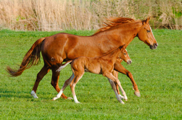 istock mare with her foal in perfect synchronous gallop 1180453698