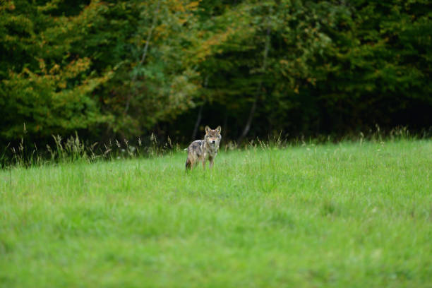 istock A wolf walks through the grass on the edge of a forest 1180456534
