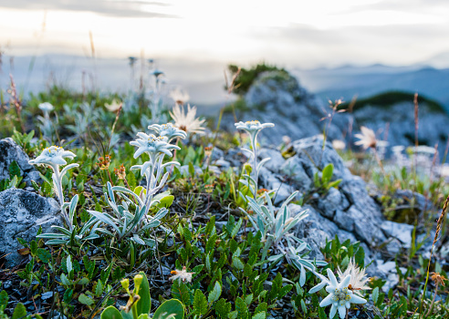 Leontopodium nivale subsp. alpinum occurring in the wild mountain natural environment.
