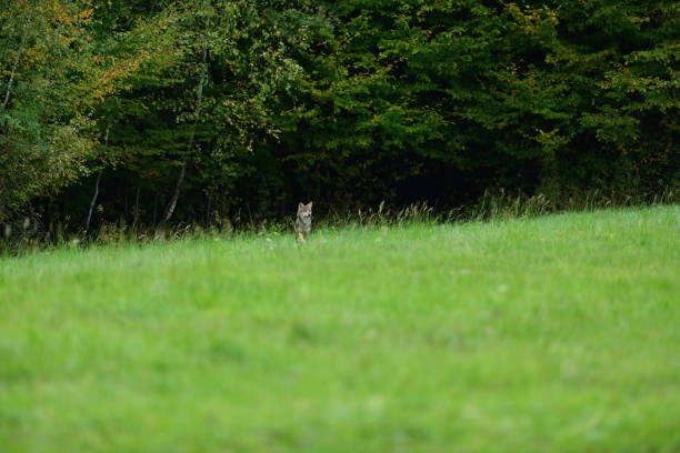 istock A wolf walks through the grass on the edge of a forest 1180456594