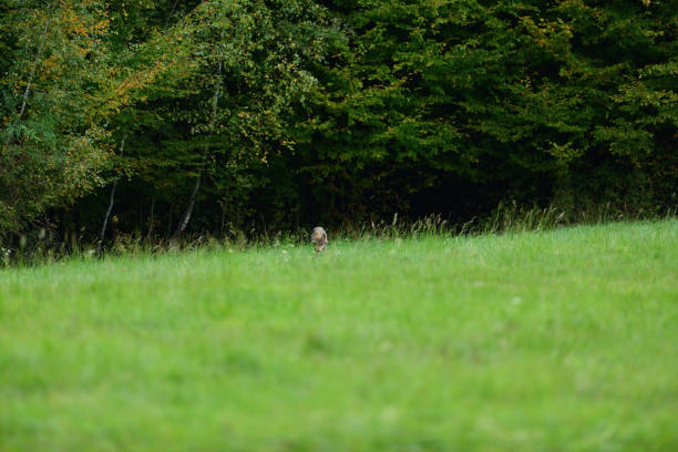 istock A wolf walks through the grass on the edge of a forest 1180456602