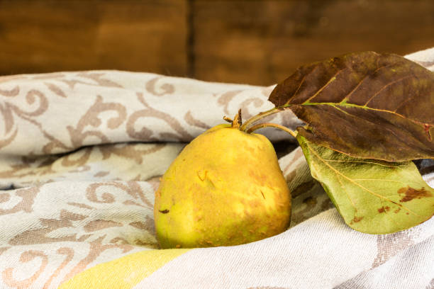 una franqueza con sus hojas amarillas enteras con piel esponjosa después de una cosecha de otoño colocada sobre una toalla de té gris con espacio negativo de fondo arabesco para texto - agriculture autumn apple greengrocers shop fotografías e imágenes de stock