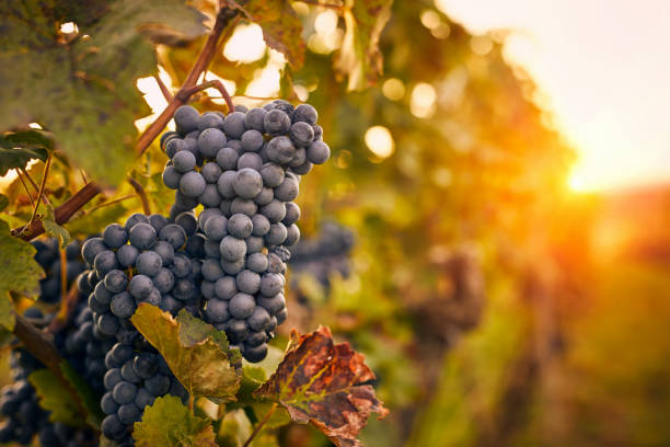 istock Blue grapes in sunshine on autumn 1180456786